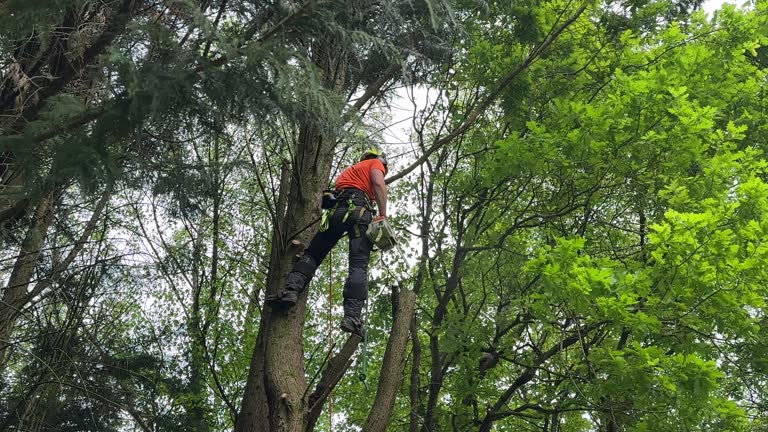 Best Seasonal Cleanup  in Whiteville, NC